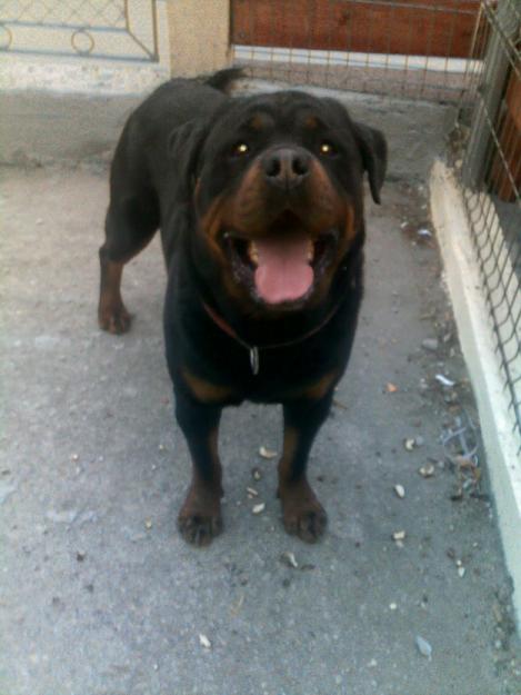 rottweiler de vanzare - Pret | Preturi rottweiler de vanzare