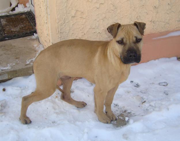 Vand pui pitbull import Serbia - Pret | Preturi Vand pui pitbull import Serbia