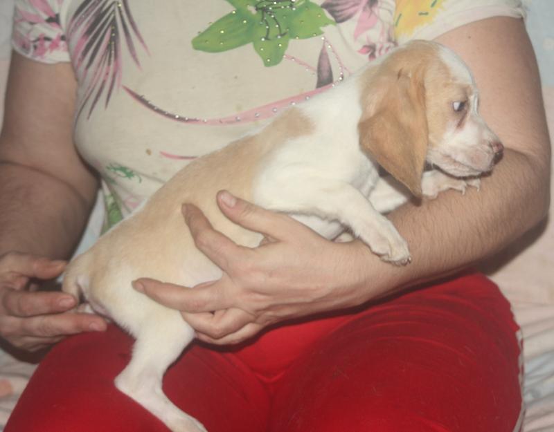 Beagle de vanzare bicolor - Pret | Preturi Beagle de vanzare bicolor
