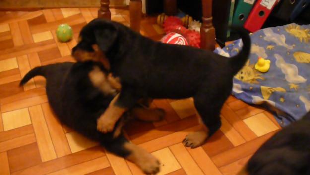 Vand pui Rottweiler de exceptie - Nu stiti ce pierdeti - Pret | Preturi Vand pui Rottweiler de exceptie - Nu stiti ce pierdeti