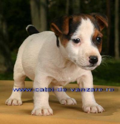 vindem catelusi Jack Russel Terrier - Pret | Preturi vindem catelusi Jack Russel Terrier