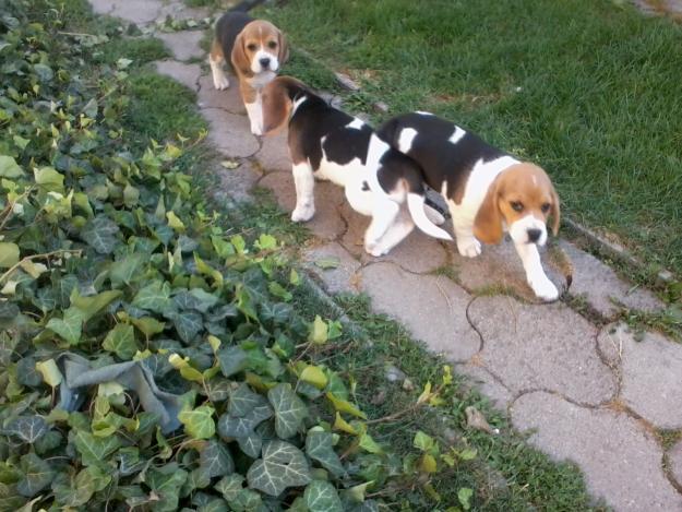 Beagle de vanzare disponibili acum de Craciun - Pret | Preturi Beagle de vanzare disponibili acum de Craciun