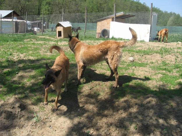 mascul malinois 1 an cu pedigree - Pret | Preturi mascul malinois 1 an cu pedigree