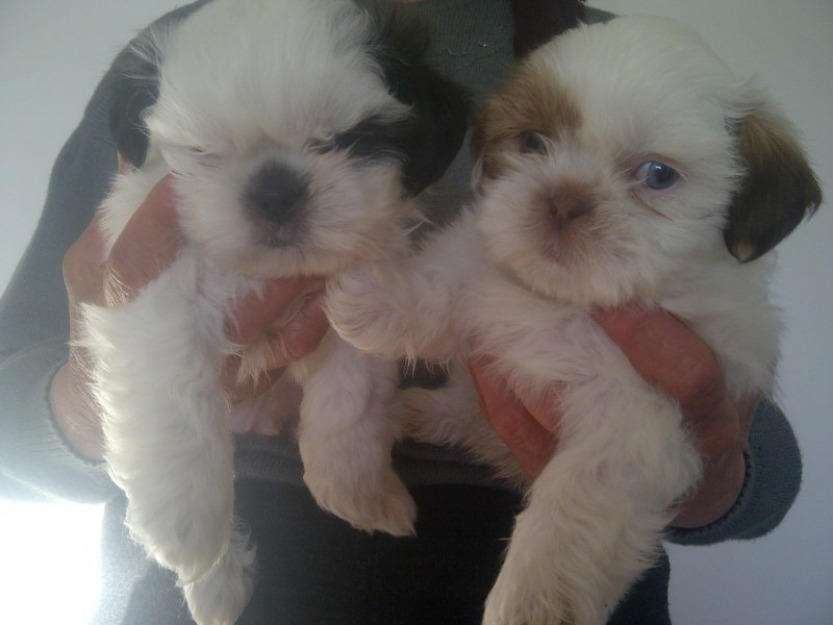 Shih-Tzu, femela, 7 saptamani, 600 ron - Pret | Preturi Shih-Tzu, femela, 7 saptamani, 600 ron