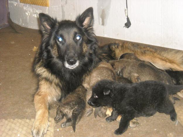 pui ciobanesc belgian tervueren ieftin - Pret | Preturi pui ciobanesc belgian tervueren ieftin