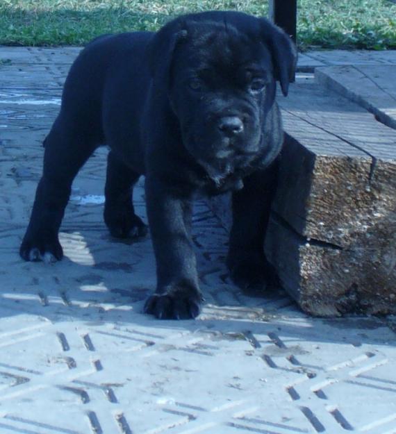 Vand catei CANE CORSO cu pedigree - PRET AVANTAJOS! - Pret | Preturi Vand catei CANE CORSO cu pedigree - PRET AVANTAJOS!