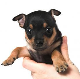 CAINI DE VANZARE PINSCHER PITIC - Pret | Preturi CAINI DE VANZARE PINSCHER PITIC