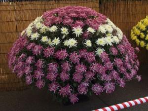 Vand crizanteme la ghiveci en gros - Pret | Preturi Vand crizanteme la ghiveci en gros