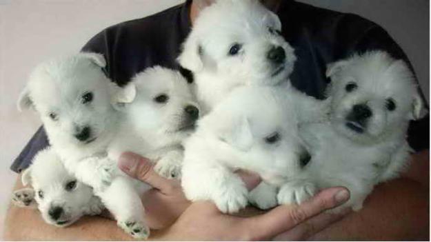 west highland white terrier - Pret | Preturi west highland white terrier