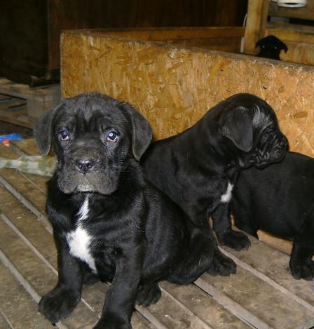 Cane Corso de Vanzare vaccinati si deparazitati - Pret | Preturi Cane Corso de Vanzare vaccinati si deparazitati