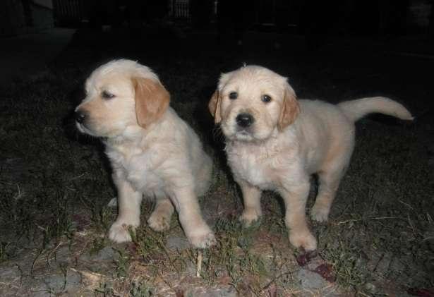 Golden Retriever de Vanzare vaccinati si deparazitati - Pret | Preturi Golden Retriever de Vanzare vaccinati si deparazitati