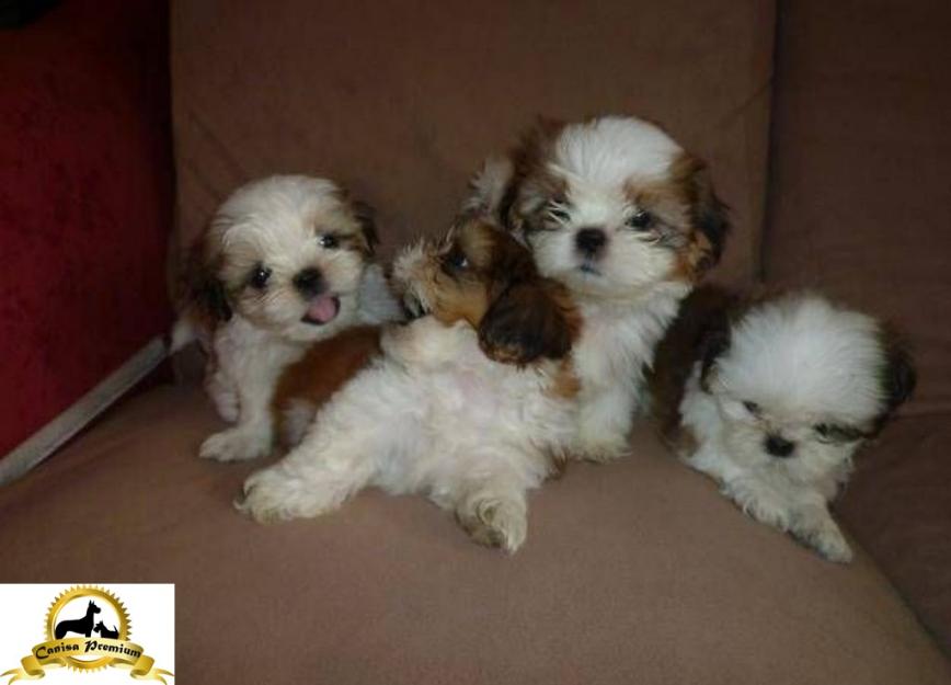 De vanzare Shih-Tzu - Pret | Preturi De vanzare Shih-Tzu