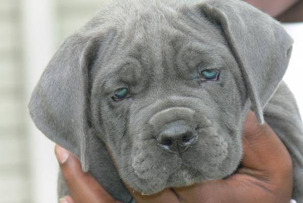 Vand Pui Cane Corso - Pret | Preturi Vand Pui Cane Corso