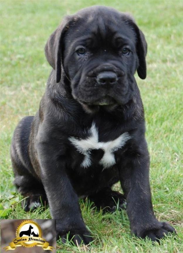 Puiuti de Cane Corso - Pret | Preturi Puiuti de Cane Corso