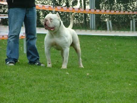 PUI BULLDOG AMERICAN - Pret | Preturi PUI BULLDOG AMERICAN