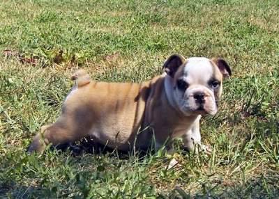 Vand catei de rasa Bulldog Englez - Pret | Preturi Vand catei de rasa Bulldog Englez