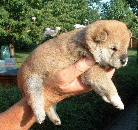 Ocazie!! Vand pui Shiba - Inu, catei deosebiti si foarte rari - Pret | Preturi Ocazie!! Vand pui Shiba - Inu, catei deosebiti si foarte rari