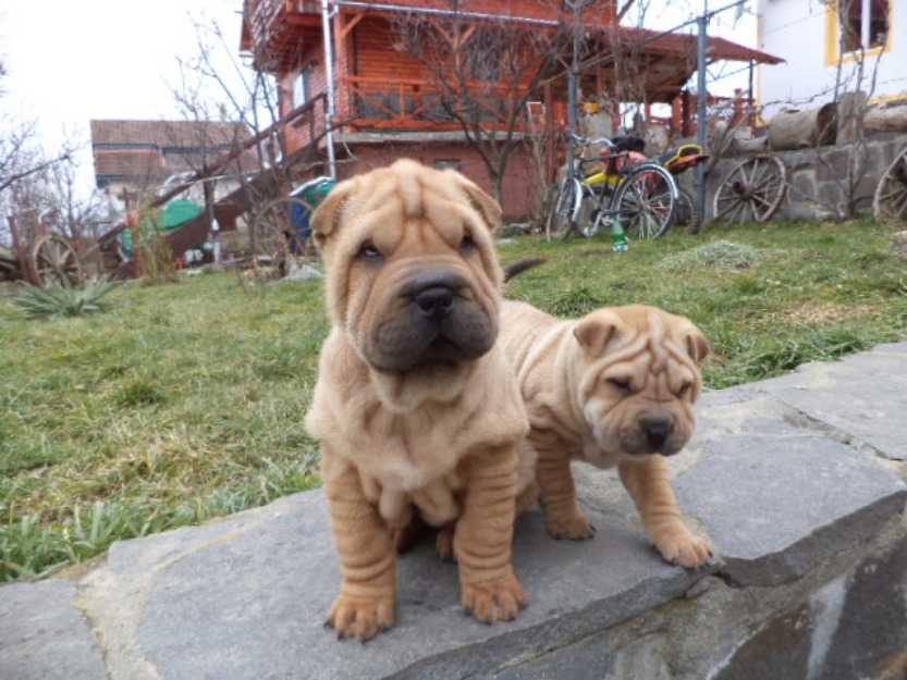 Pui shar pei adevarati de vanzare - Pret | Preturi Pui shar pei adevarati de vanzare