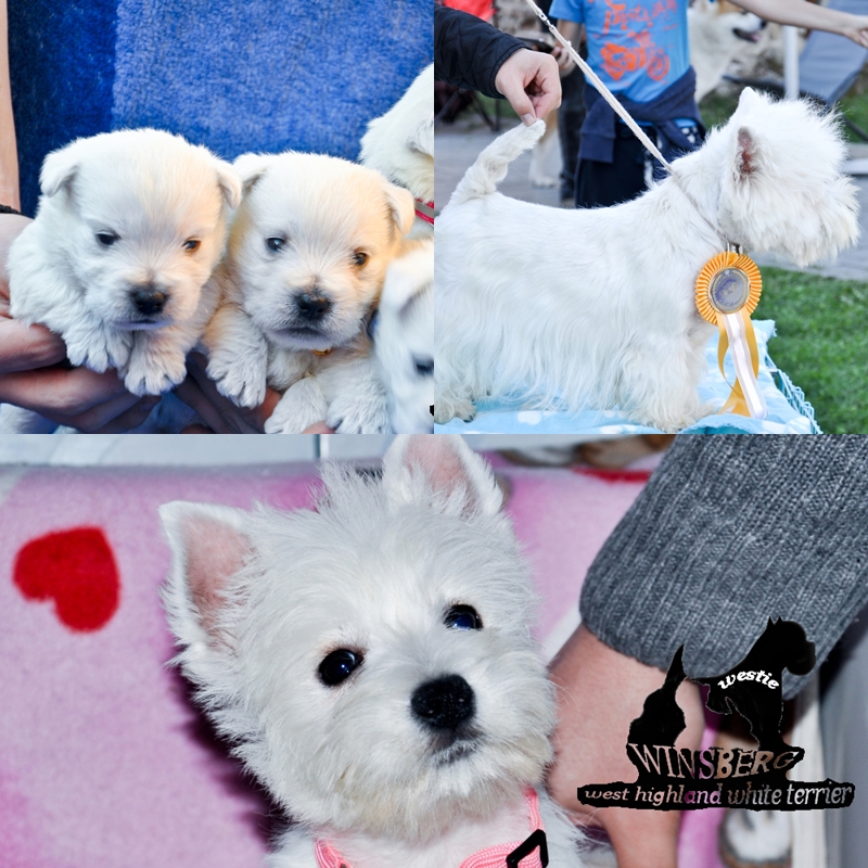 Pui westie cu pedigree - Pret | Preturi Pui westie cu pedigree