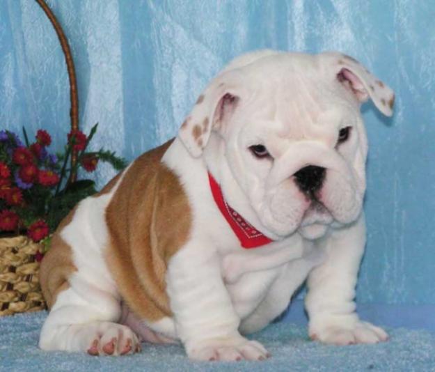 mascul bulldog englez - Pret | Preturi mascul bulldog englez