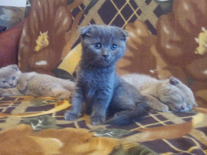 pisici scottish fold shorthair blue - Pret | Preturi pisici scottish fold shorthair blue