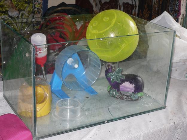acvariu si accesorii hamster - Pret | Preturi acvariu si accesorii hamster