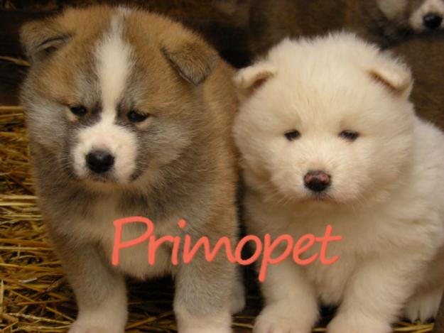 Puiuti Akita Inu de Vanzare - Pret | Preturi Puiuti Akita Inu de Vanzare