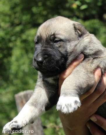 Prenotari pui kangal - Pret | Preturi Prenotari pui kangal