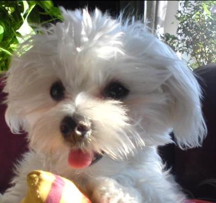 Vand pui Bichon Maltese - Pret | Preturi Vand pui Bichon Maltese