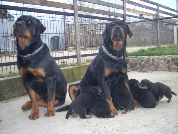 vand pui rottweiler - Pret | Preturi vand pui rottweiler