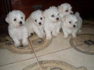 BOLOGNESE BICHON 220 euro - Pret | Preturi BOLOGNESE BICHON 220 euro