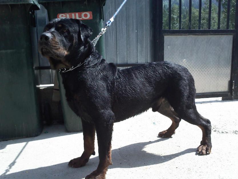 rottweiler - Pret | Preturi rottweiler