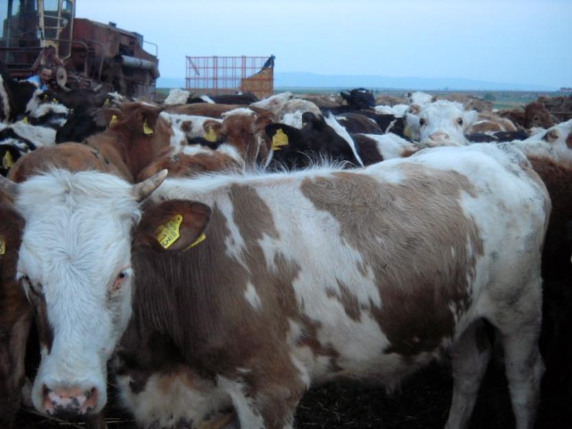 Vand 80 de vitele rasa baltata romaneasca - Pret | Preturi Vand 80 de vitele rasa baltata romaneasca