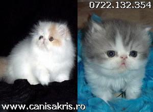 pisici persane foarte frumoase!!! - Pret | Preturi pisici persane foarte frumoase!!!