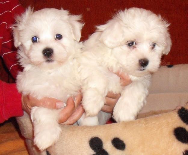 vand bichon maltez talie mica 750 lei - Pret | Preturi vand bichon maltez talie mica 750 lei