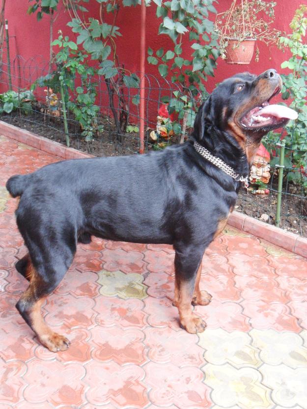 Ofer rottweiler deosebit pentru monta - Pret | Preturi Ofer rottweiler deosebit pentru monta