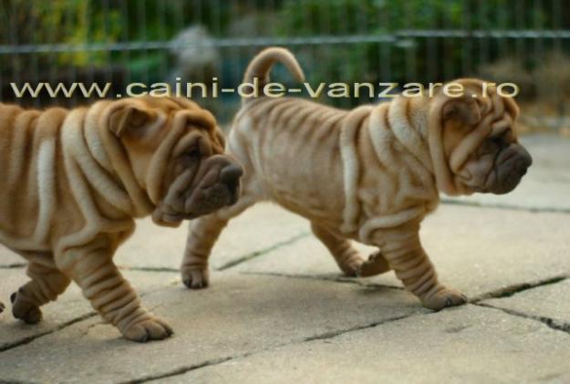 Shar-Pei de vanzare, Foarte Ridati, Bej, Roscati, Albi si Negri - Pret | Preturi Shar-Pei de vanzare, Foarte Ridati, Bej, Roscati, Albi si Negri