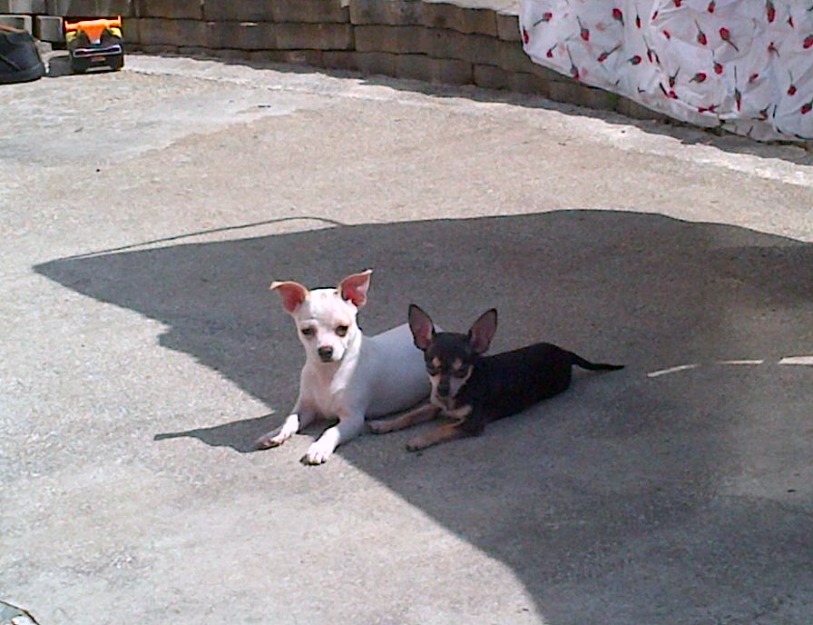 Chihuahua Mini si Extra Mini - Pret | Preturi Chihuahua Mini si Extra Mini