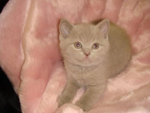 Micuta pisicuta british Florencia - Pret | Preturi Micuta pisicuta british Florencia