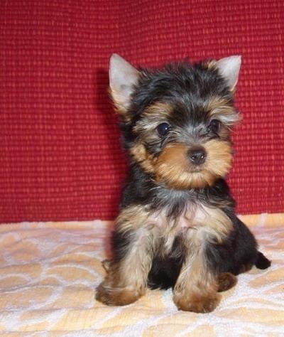 Vindem Yorkie Terrier TeaCup - Pret | Preturi Vindem Yorkie Terrier TeaCup