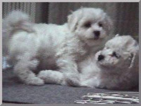 0764765468 BICHON BOLOGNESE 700 RON - Pret | Preturi 0764765468 BICHON BOLOGNESE 700 RON