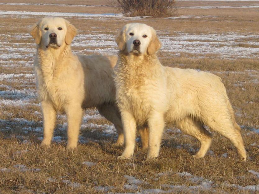 Golden retriever cu pedigree - Pret | Preturi Golden retriever cu pedigree