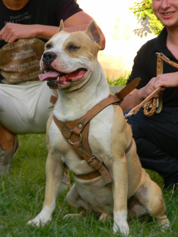 Catei Amstaff de vanzare - Pret | Preturi Catei Amstaff de vanzare