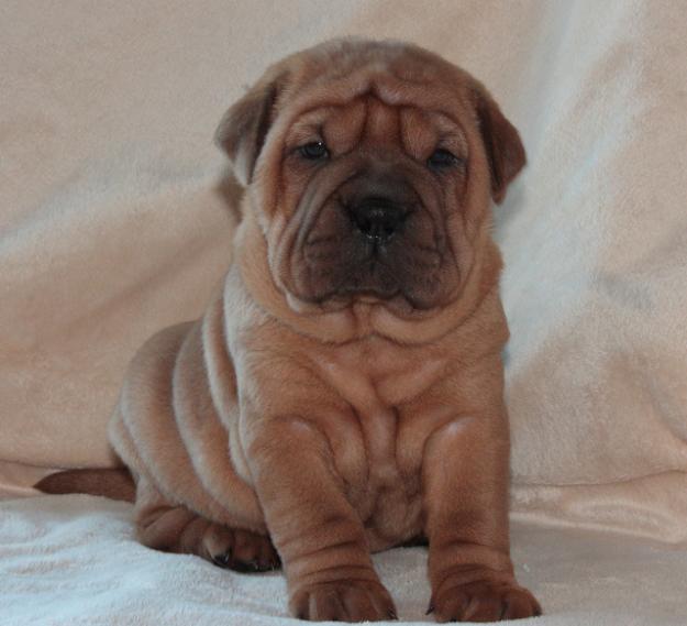 Vand SHAR PEI,OFERTA CRACIUN.TRANSPORT GRATUIT - Pret | Preturi Vand SHAR PEI,OFERTA CRACIUN.TRANSPORT GRATUIT