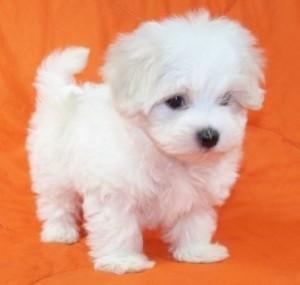 0761965055 vand pui bichon 700ron - Pret | Preturi 0761965055 vand pui bichon 700ron