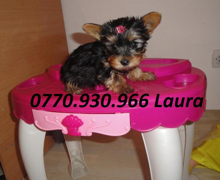 Urgent catei yorkshire terrier toy - Pret | Preturi Urgent catei yorkshire terrier toy