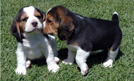 Beagle tricolori frumosi - Pret | Preturi Beagle tricolori frumosi