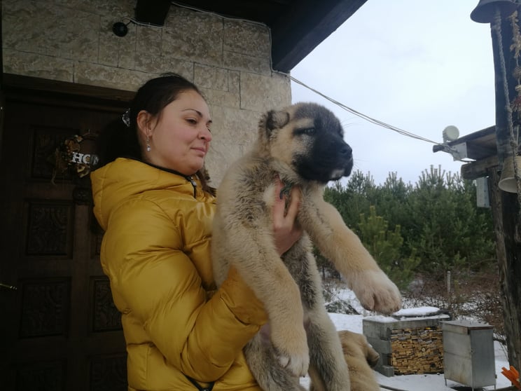 Pui kangal uriasi, tatal peste 90 cm, mama 88 cm, 8 saptamani - Pret | Preturi Pui kangal uriasi, tatal peste 90 cm, mama 88 cm, 8 saptamani