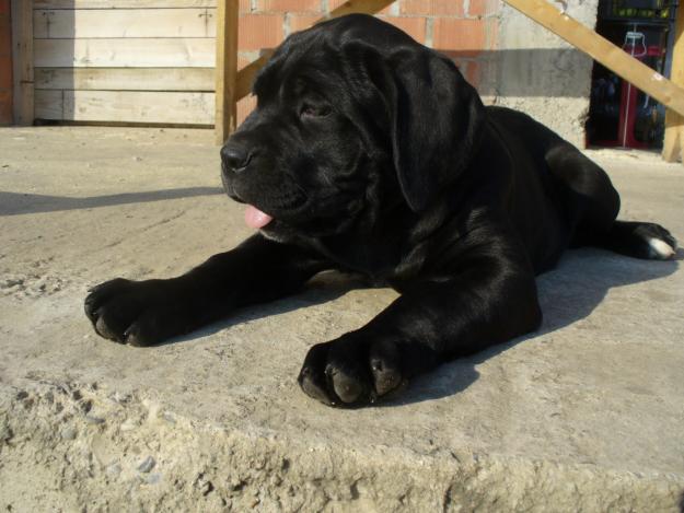 Vand catei CANE CORSO exceptionali - Pret | Preturi Vand catei CANE CORSO exceptionali