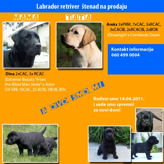 Labrador Retriever Puppies - Pret | Preturi Labrador Retriever Puppies